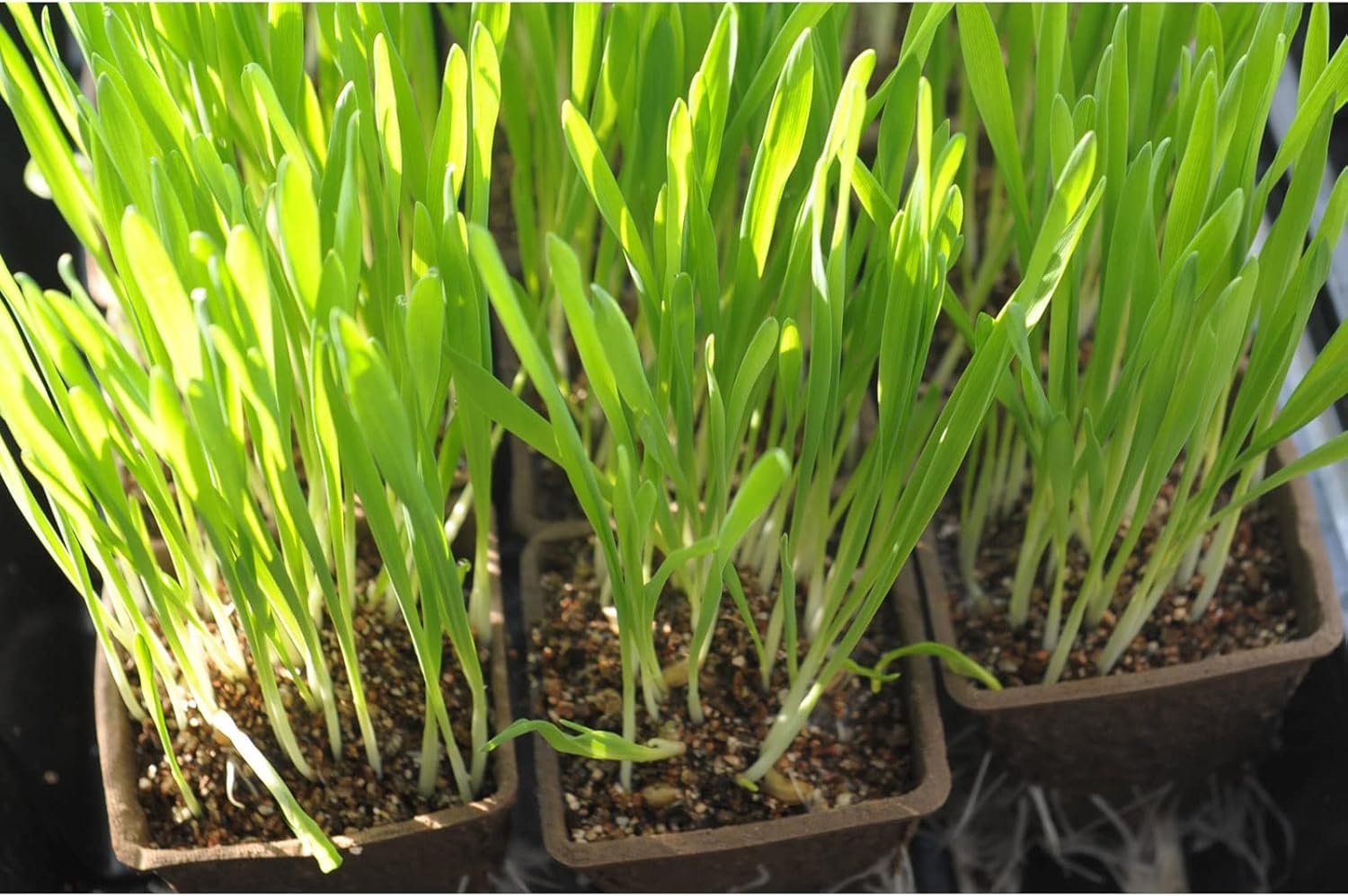 UTYLNE biodegradable peat pot promotes sustainable planting from seed to transplant.