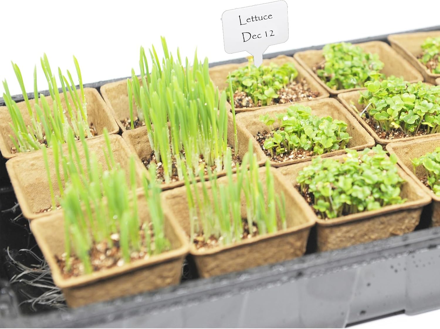 UTYLNE see-through seed tray lets you watch roots clearly.