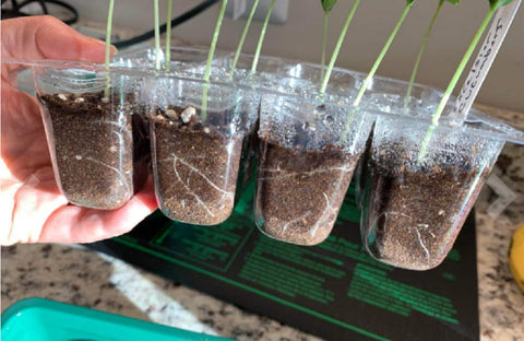 UWIOFF seed starter tray in-use with heat mat supports consistent warmth.