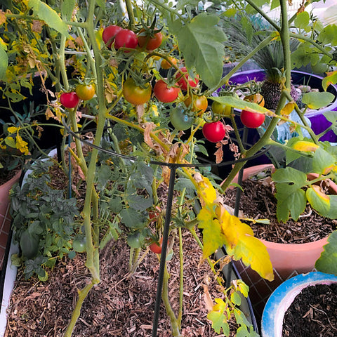 UYEDUJZ suitable for roses, tomatoes and lilies needing upright support