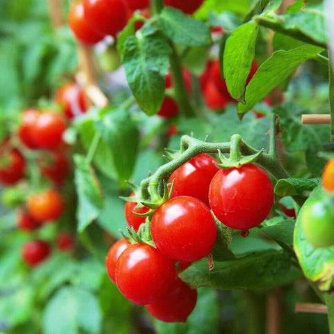 VAACNEE MOCCUROD 100 seeds non-GMO for reliable gardening.