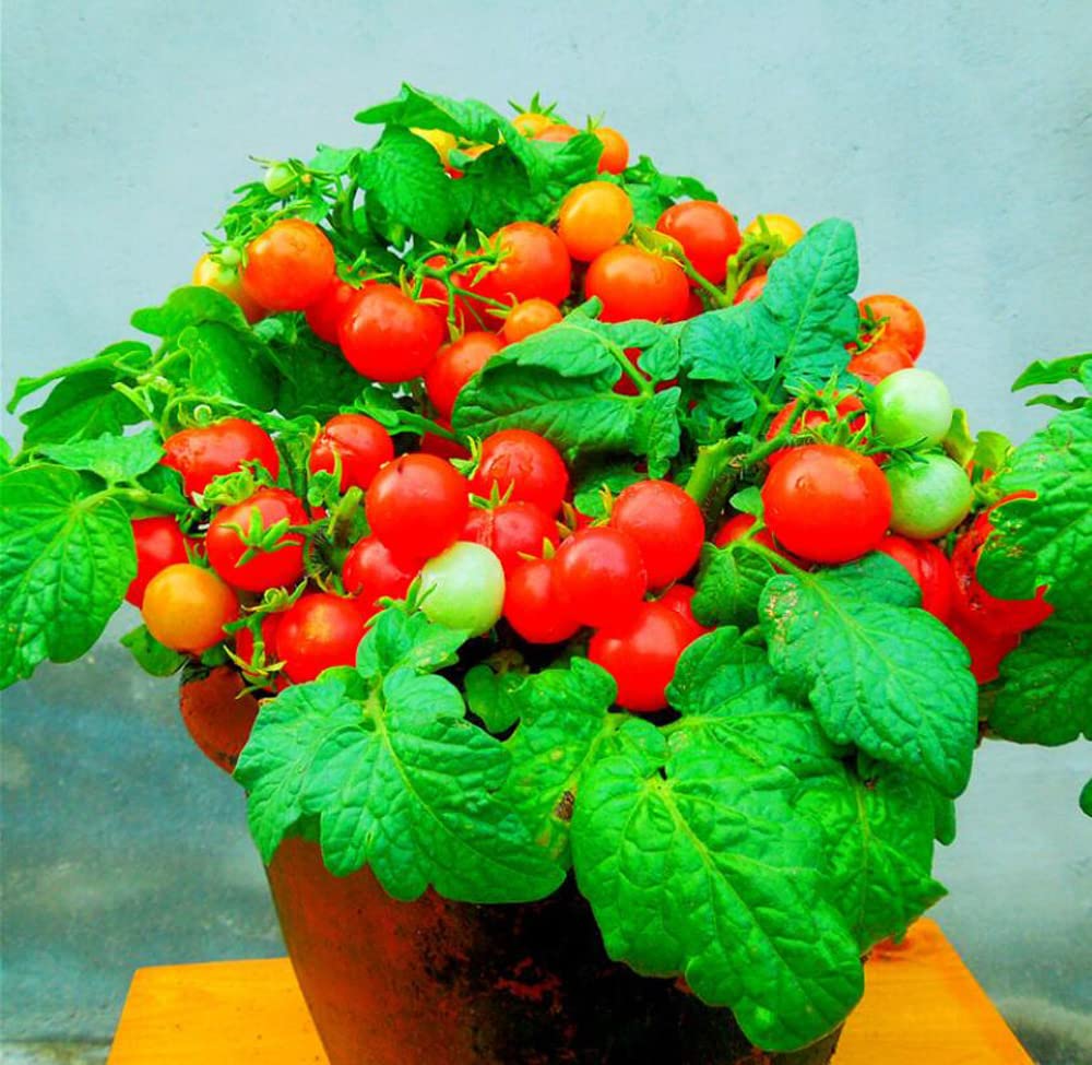 VAACNEE MOCCUROD compact bush supports balcony farming and container gardens.