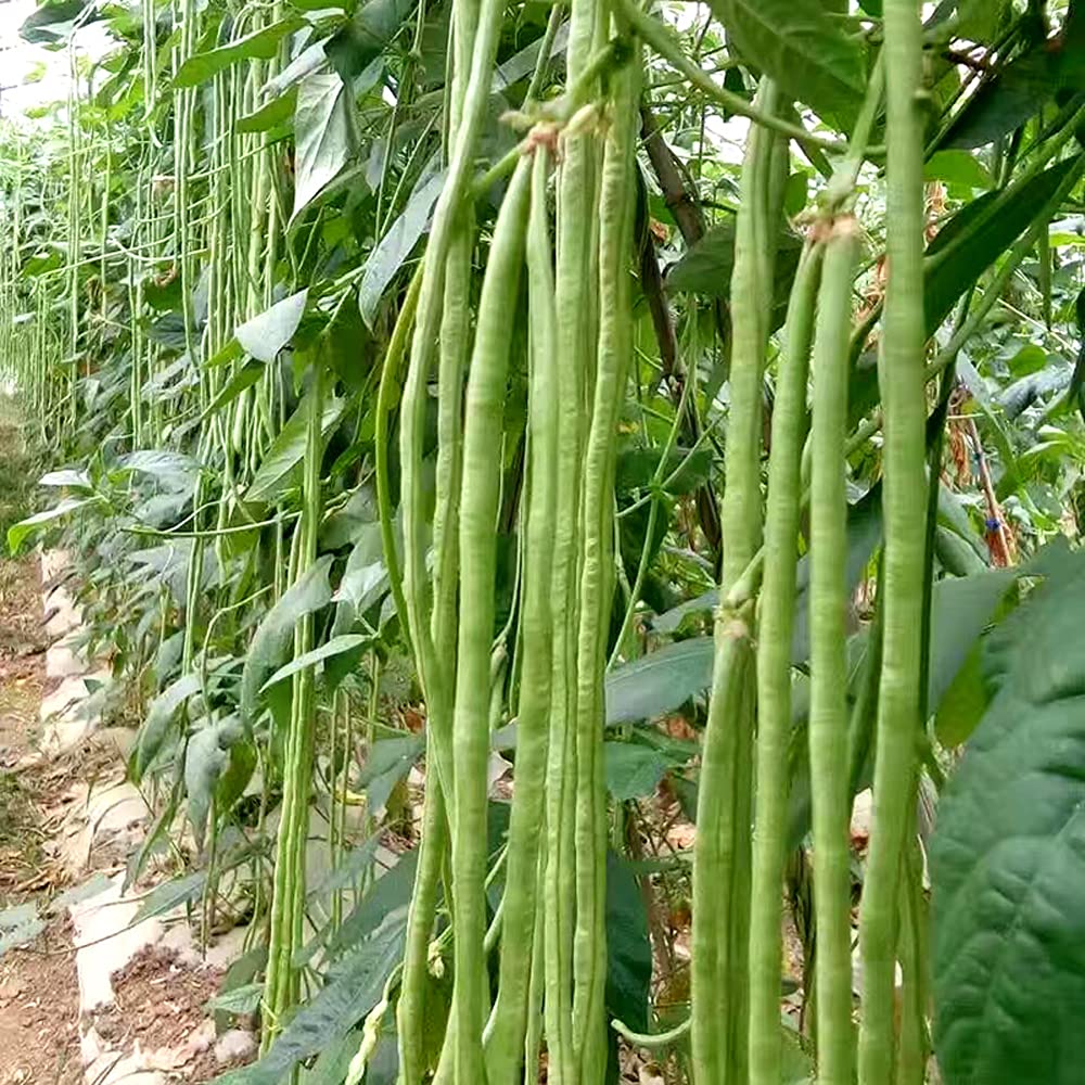 VAACNEE MOCCUROD dried beans ready for storage or cooking