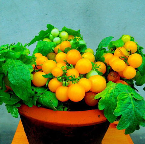 VAACNEE MOCCUROD dwarf tomato seedling shows compact growth for small spaces.