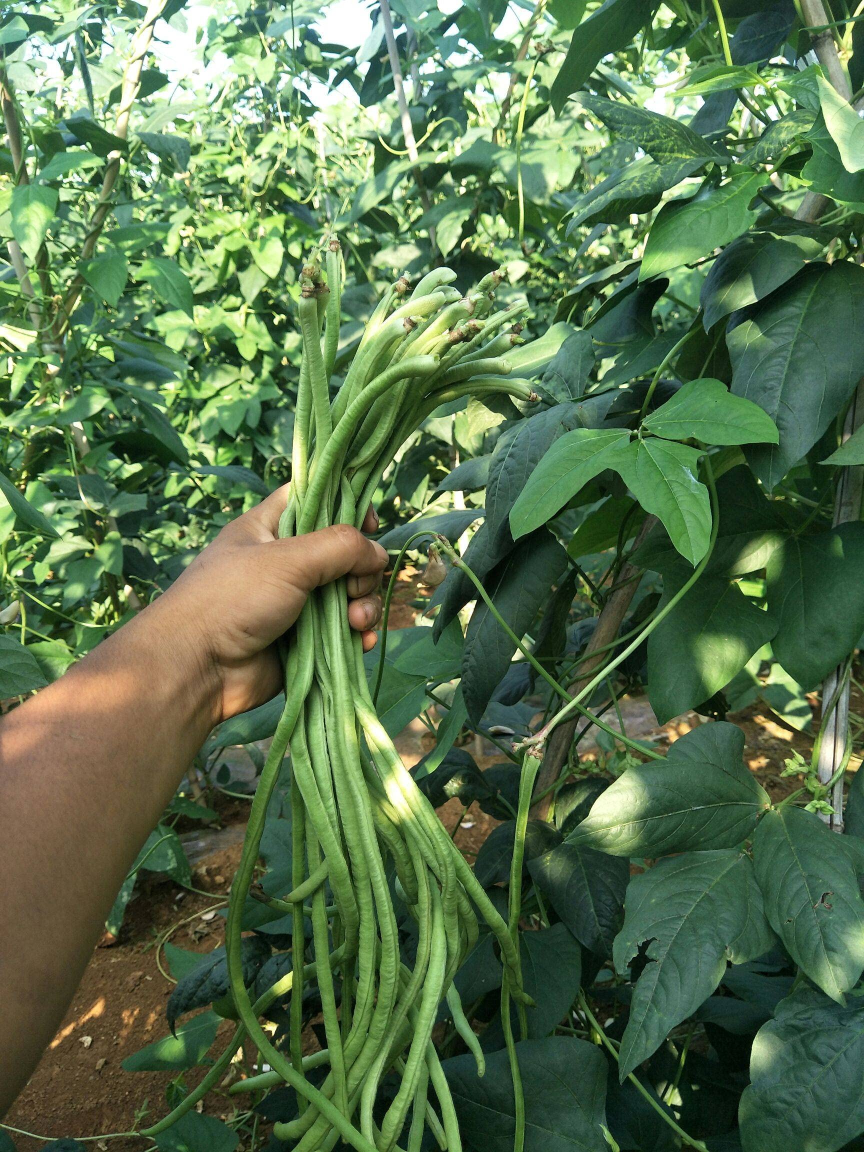 VAACNEE MOCCUROD yard-long beans fresh harvest for stir-fries