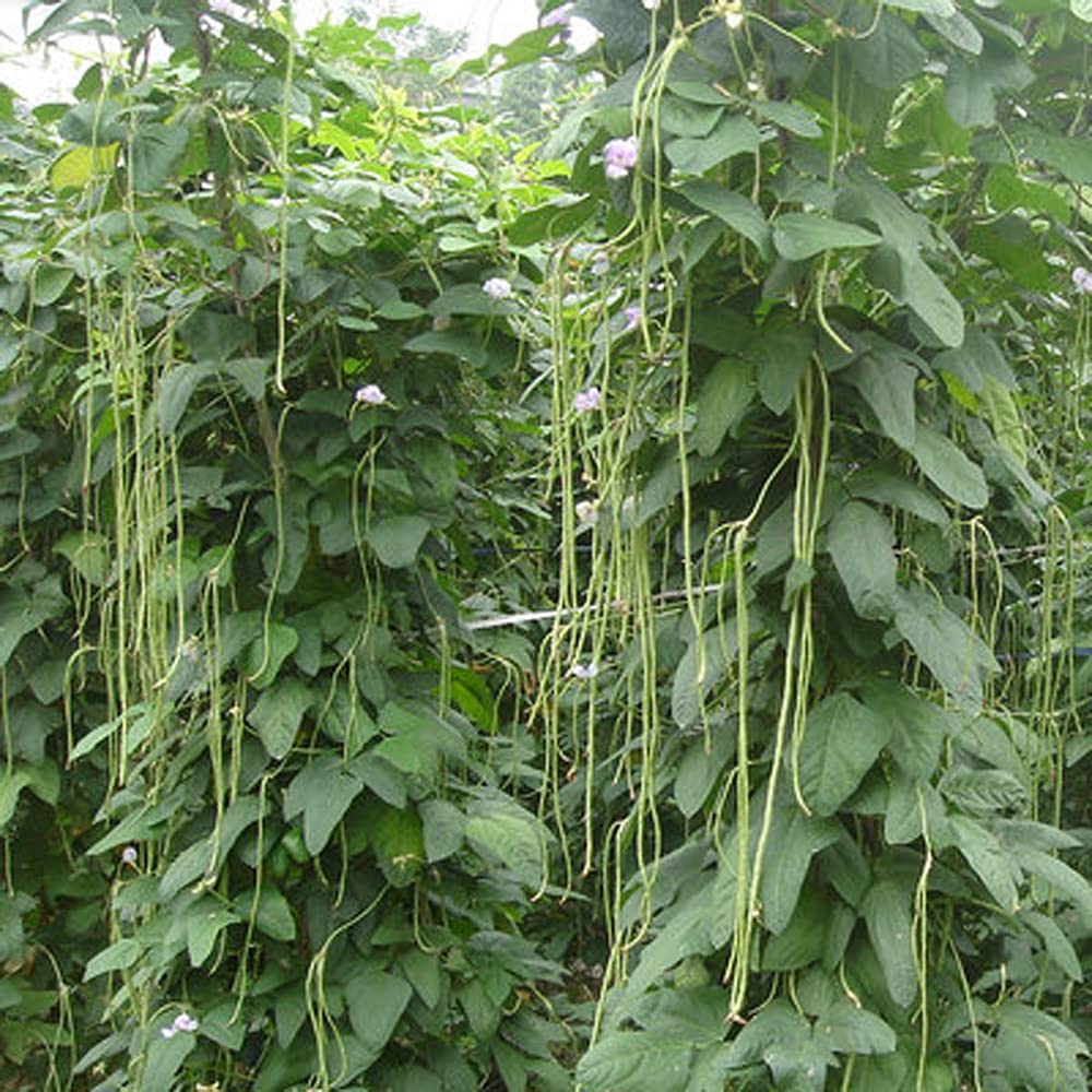 VAACNEE MOCCUROD yard-long beans on a trellis during summer harvest
