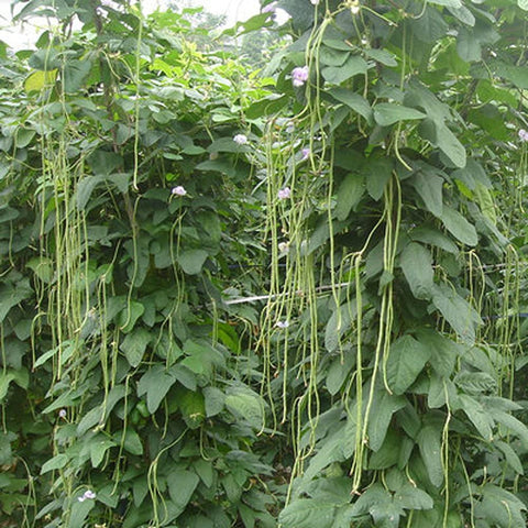 VAACNEE MOCCUROD yard-long beans on a trellis during summer harvest