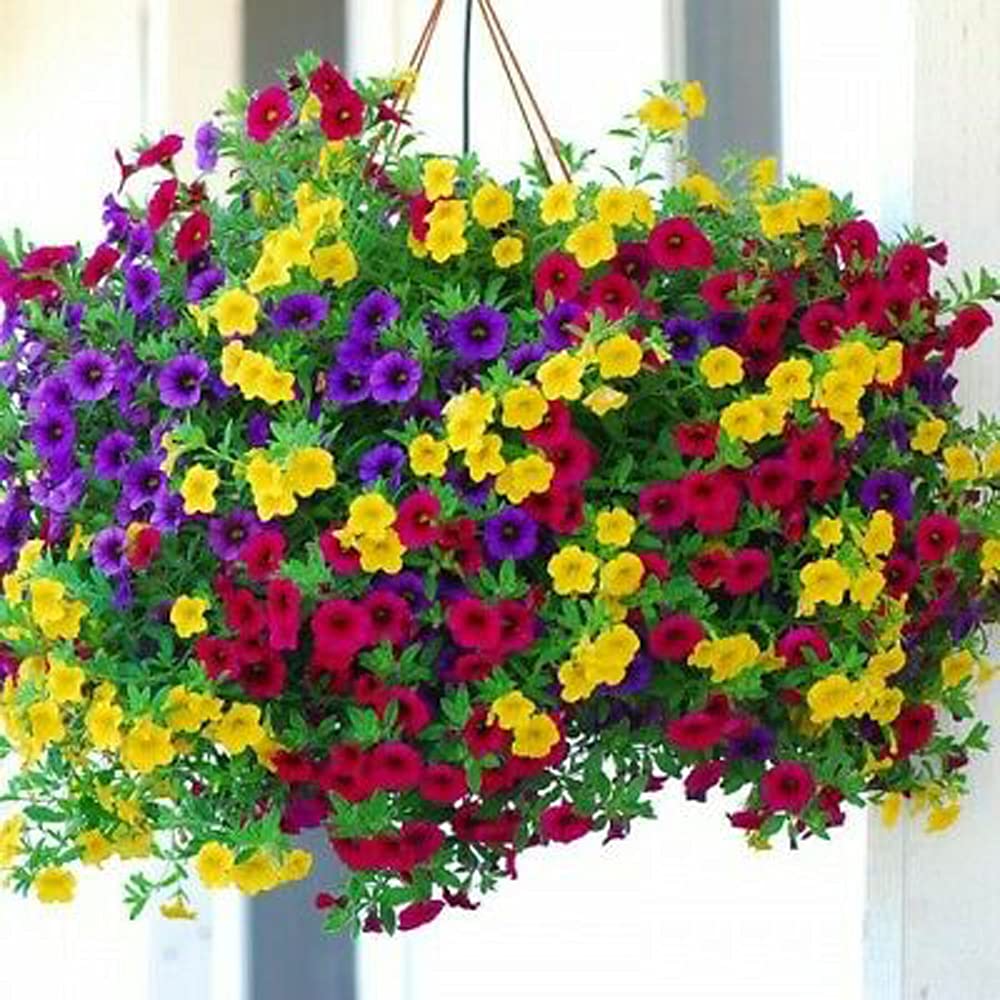 VAACNEE MOCCUROD hanging petunia seeds in mixed colors for vibrant balcony displays.