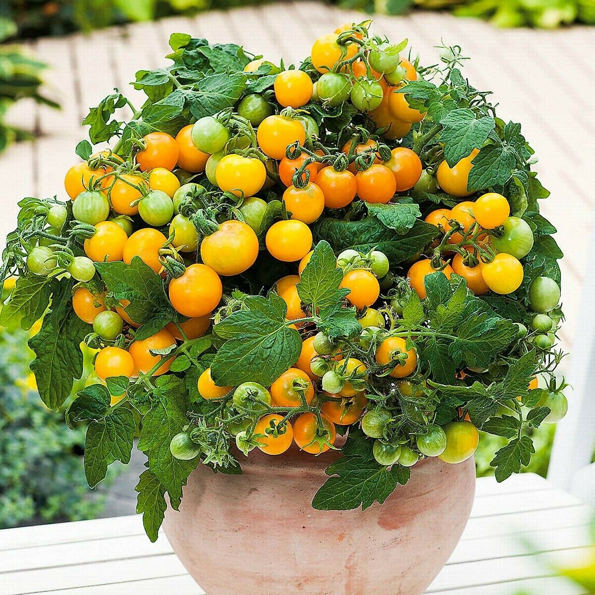 VAACNEE MOCCUROD harvest-ready tomatoes add color to meals.
