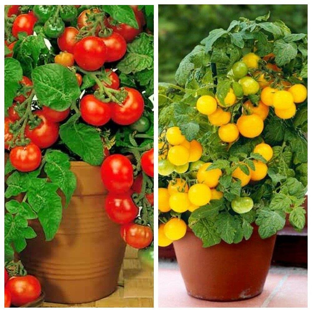 VAACNEE MOCCUROD open-ground or indoor growing versatile for any setup.