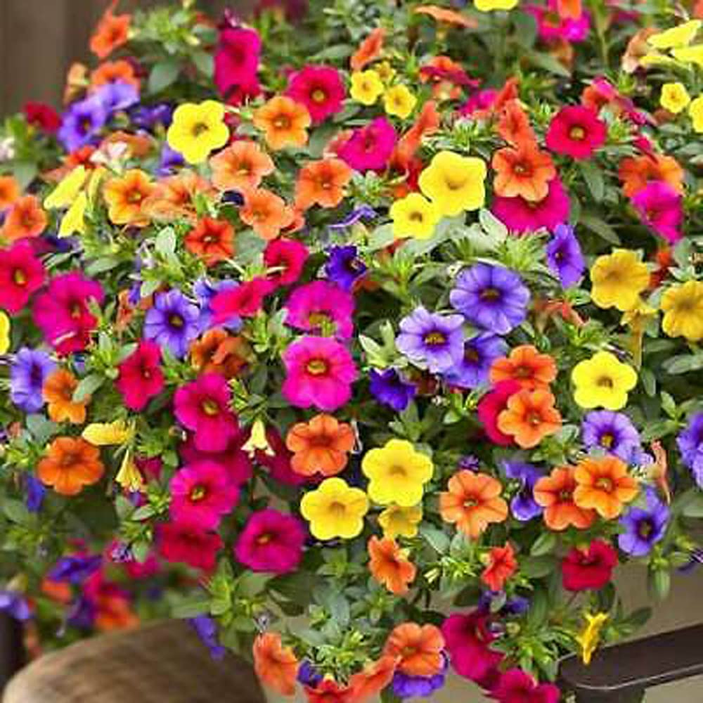 VAACNEE MOCCUROD petunia seeds closeup in mixed colors with promise of bright blooms.