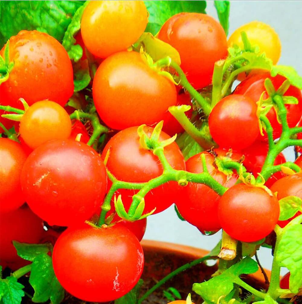 VAACNEE MOCCUROD red yellow fruit displays vibrant color and sweet aroma.
