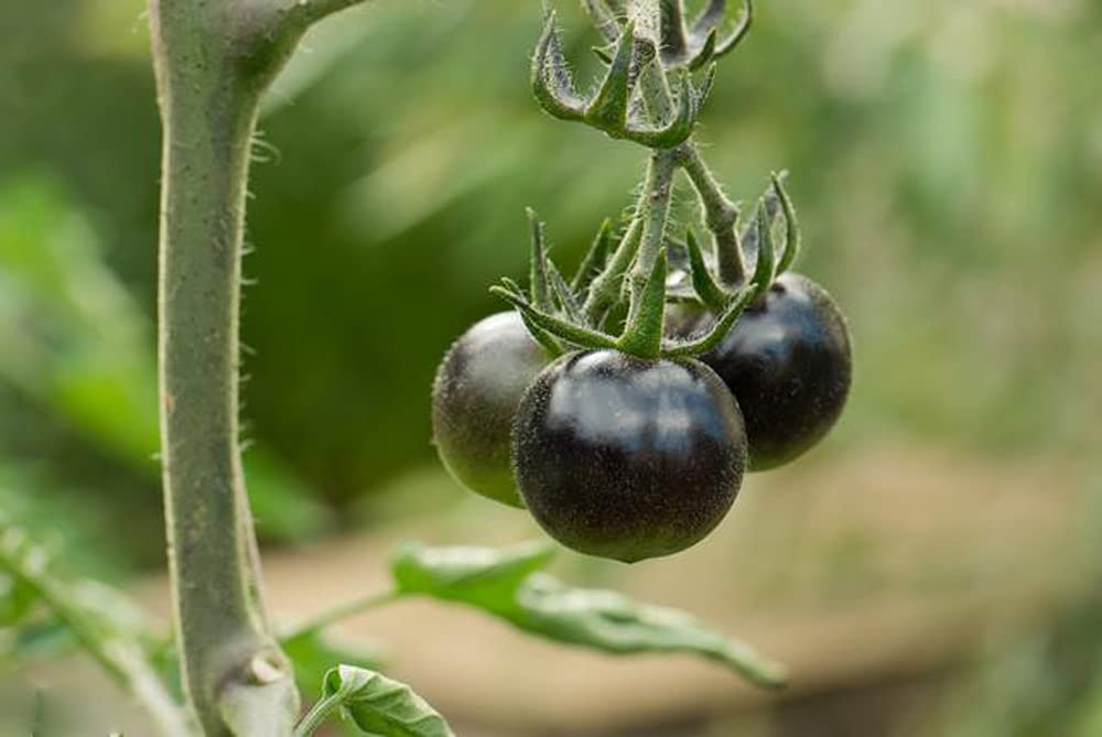 Close-up of VAACNEE MOCCUROD seeds promising sweet, juicy harvest in sunlit windows