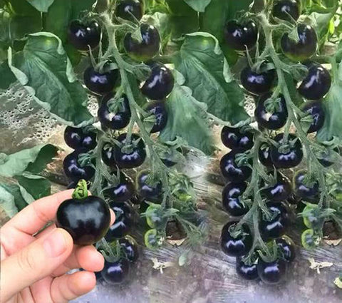 VAACNEE MOCCUROD seeds ready for garden suited for European climates and small plots