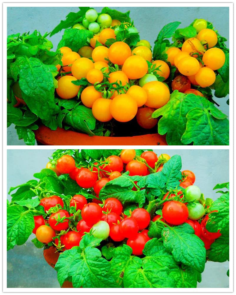VAACNEE MOCCUROD seeds pack for easy backyard gardening.
