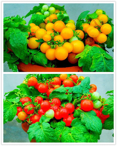 VAACNEE MOCCUROD seeds pack for easy backyard gardening.