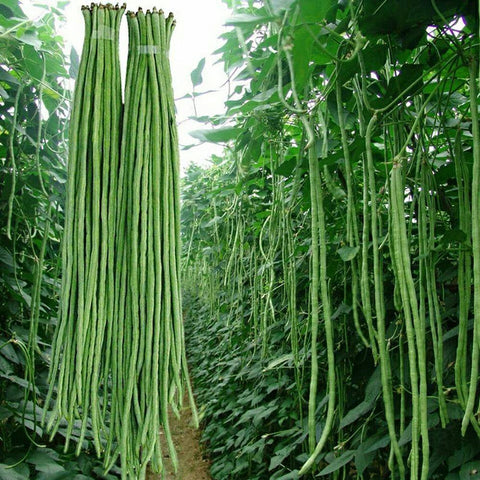 VAACNEE MOCCUROD yard-long bean seeds pack ready for planting in warm soil