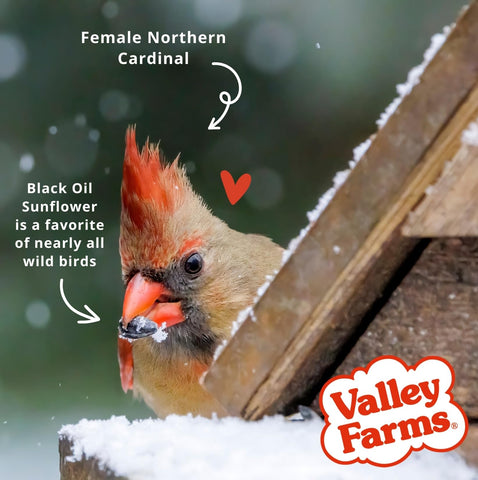 Valley Farms logo and ingredients highlight quality bird food.