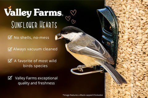 Valley Farms sunflower hearts provide fats and protein for healthy backyard birds.