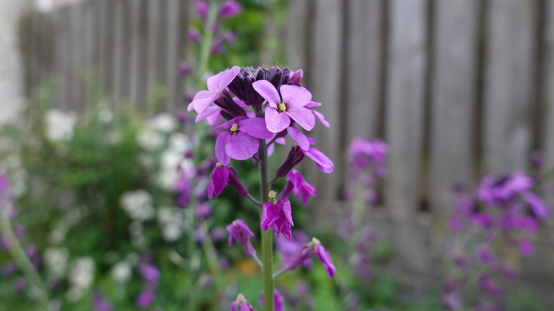 Valley Greene bulk flower seeds support easy garden planning and gifting.