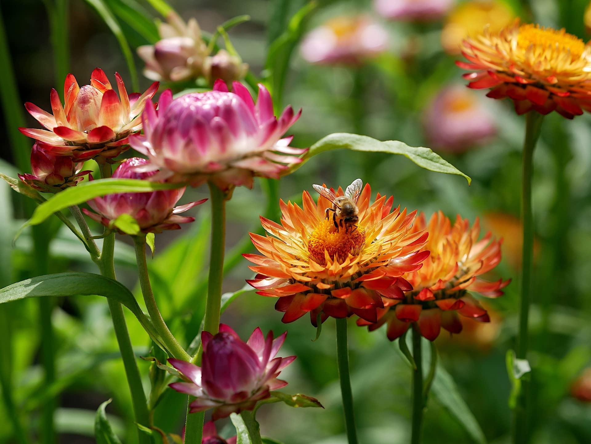 Valley Greene easy-to-grow seeds ideal for beginner gardeners