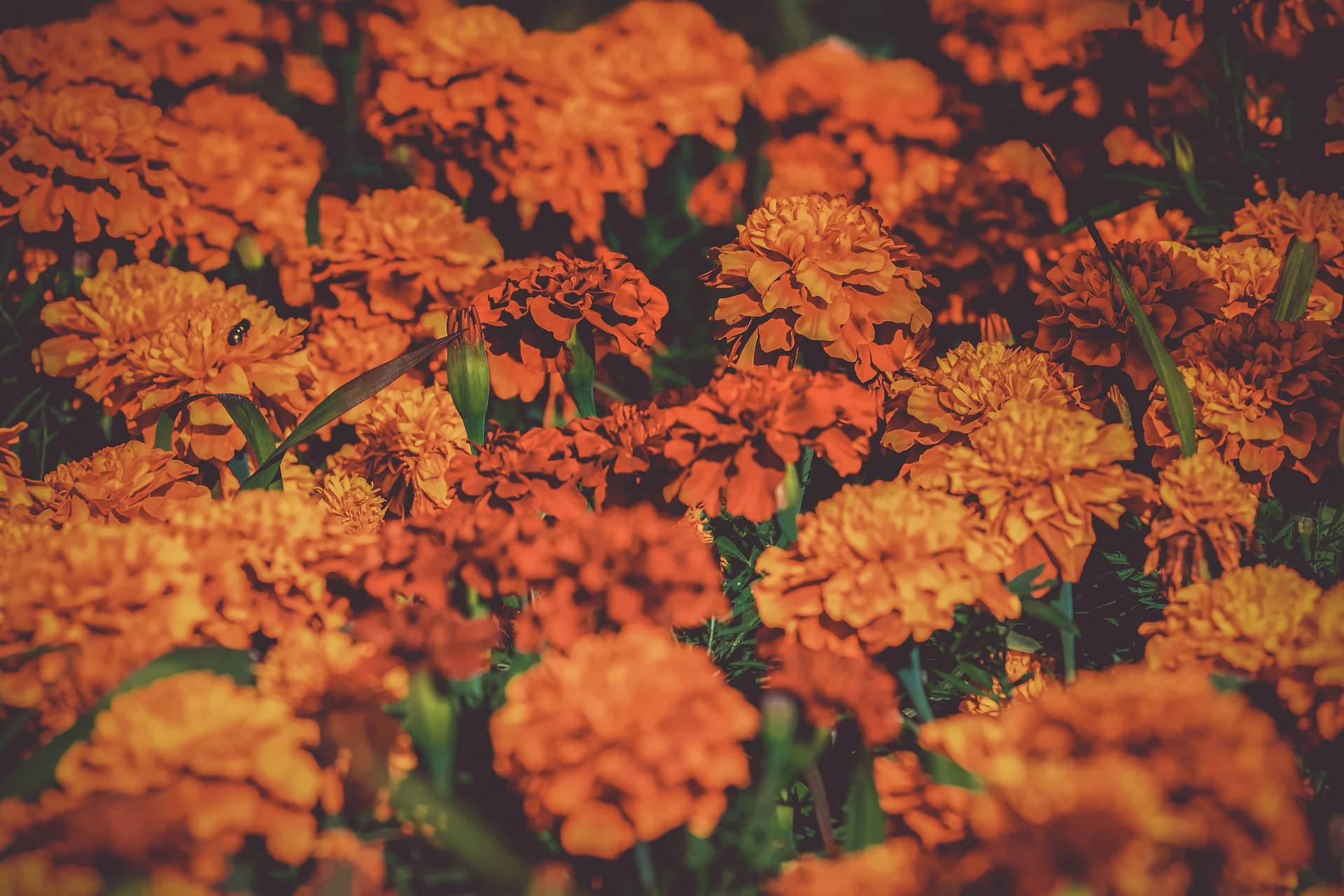 Valley Greene sell-by December date helps plan planting season.