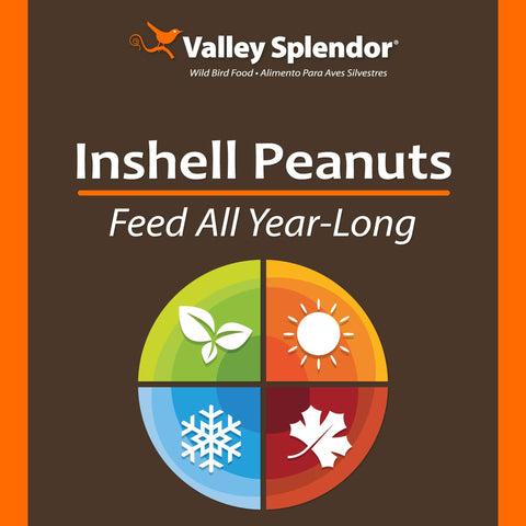Valley Splendor blue jays and squirrels enjoy in-shell peanuts