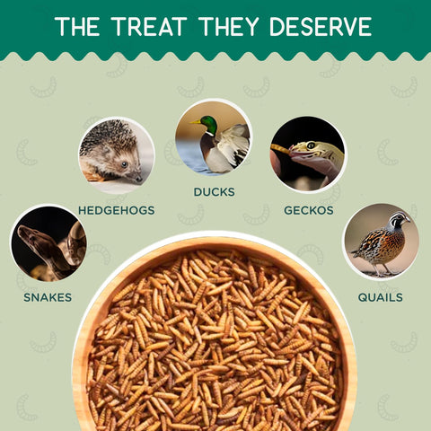 Value Grubs BSF larvae provide quick feeding ideas for busy coops.