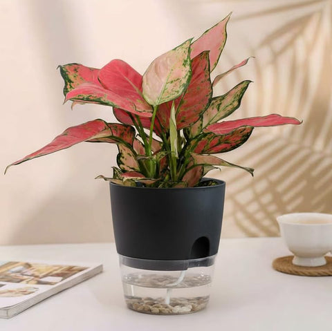 Vanavazon formaldehyde-free plastic pot is safe and durable.