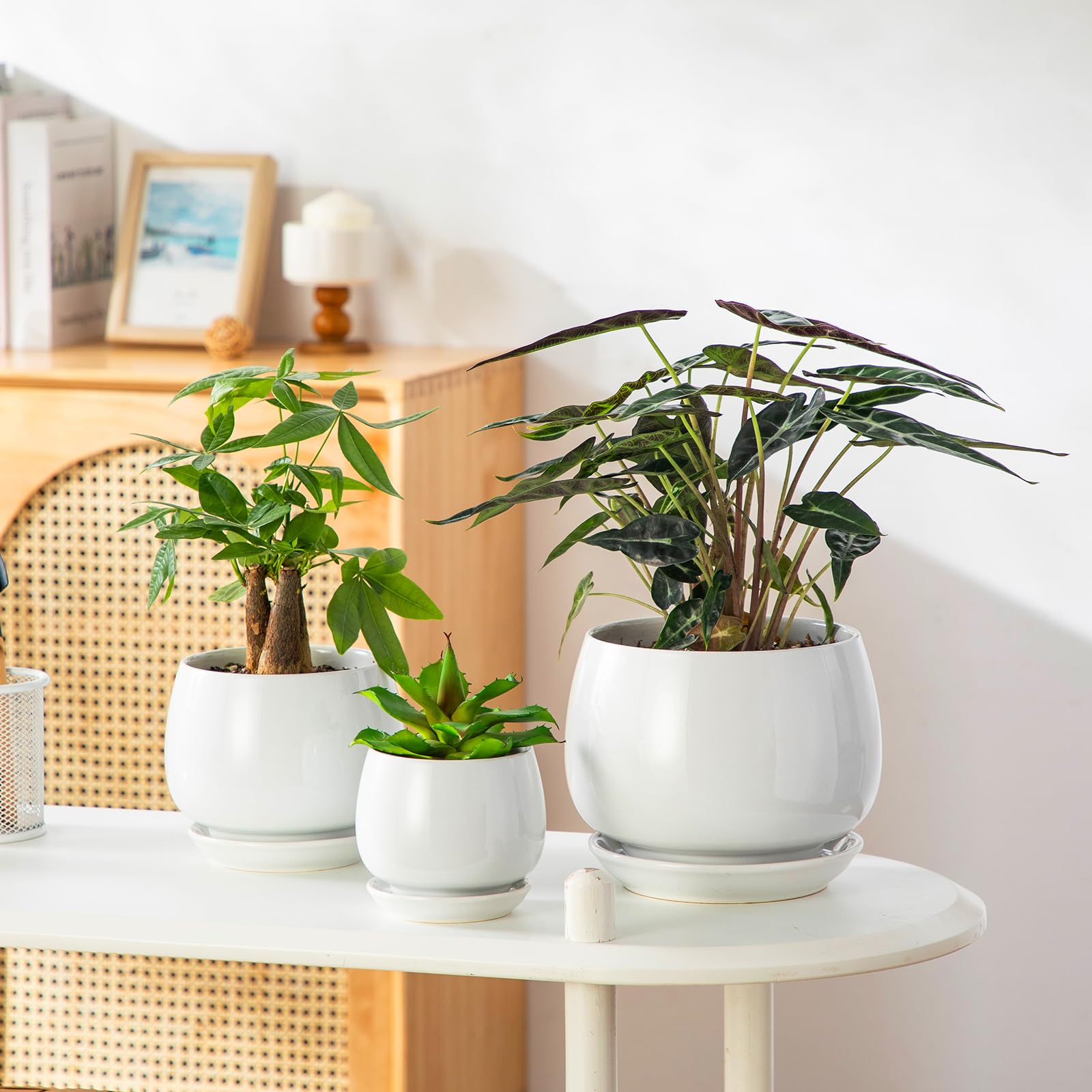 Vancasso 4.8-inch pot supports mid-size plants with balance
