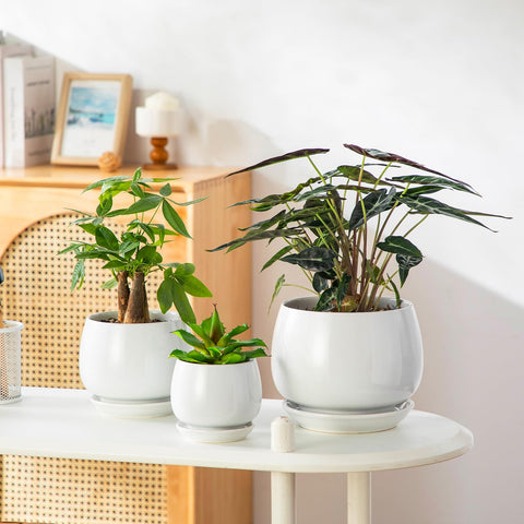 Vancasso 4.8-inch pot supports mid-size plants with balance