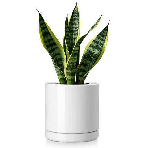 Vancasso ceramic pot 6.25-inch with generous interior for thriving houseplants.