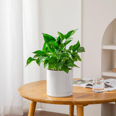 Vancasso gift-ready planter ideal for holidays and birthdays.