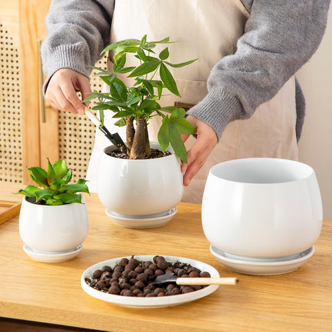 Vancasso glossy white planters offer a unified modern look