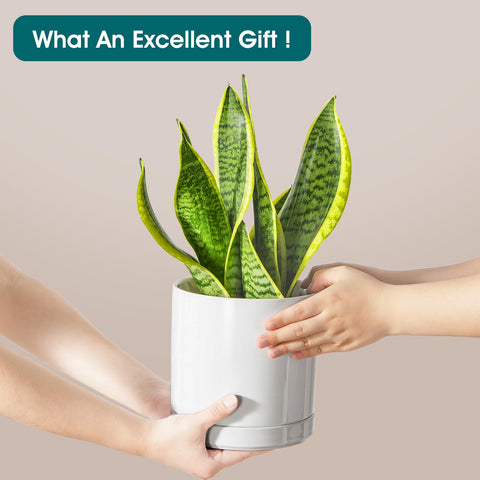 Vancasso modern white ceramic planter complements any decor.