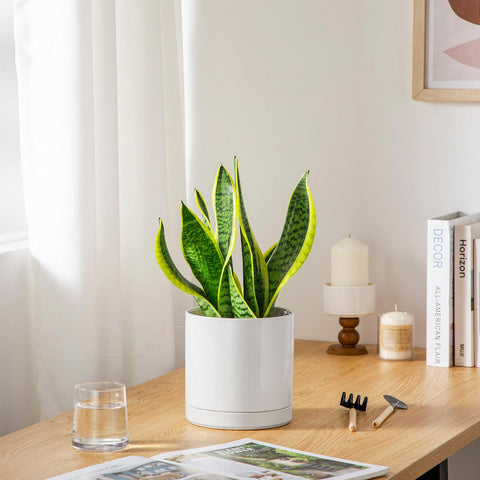 Vancasso window-sill display planter for bright room styling.