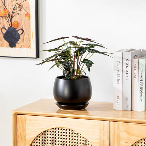 Vancasso windowsill display featuring a cohesive trio of pots