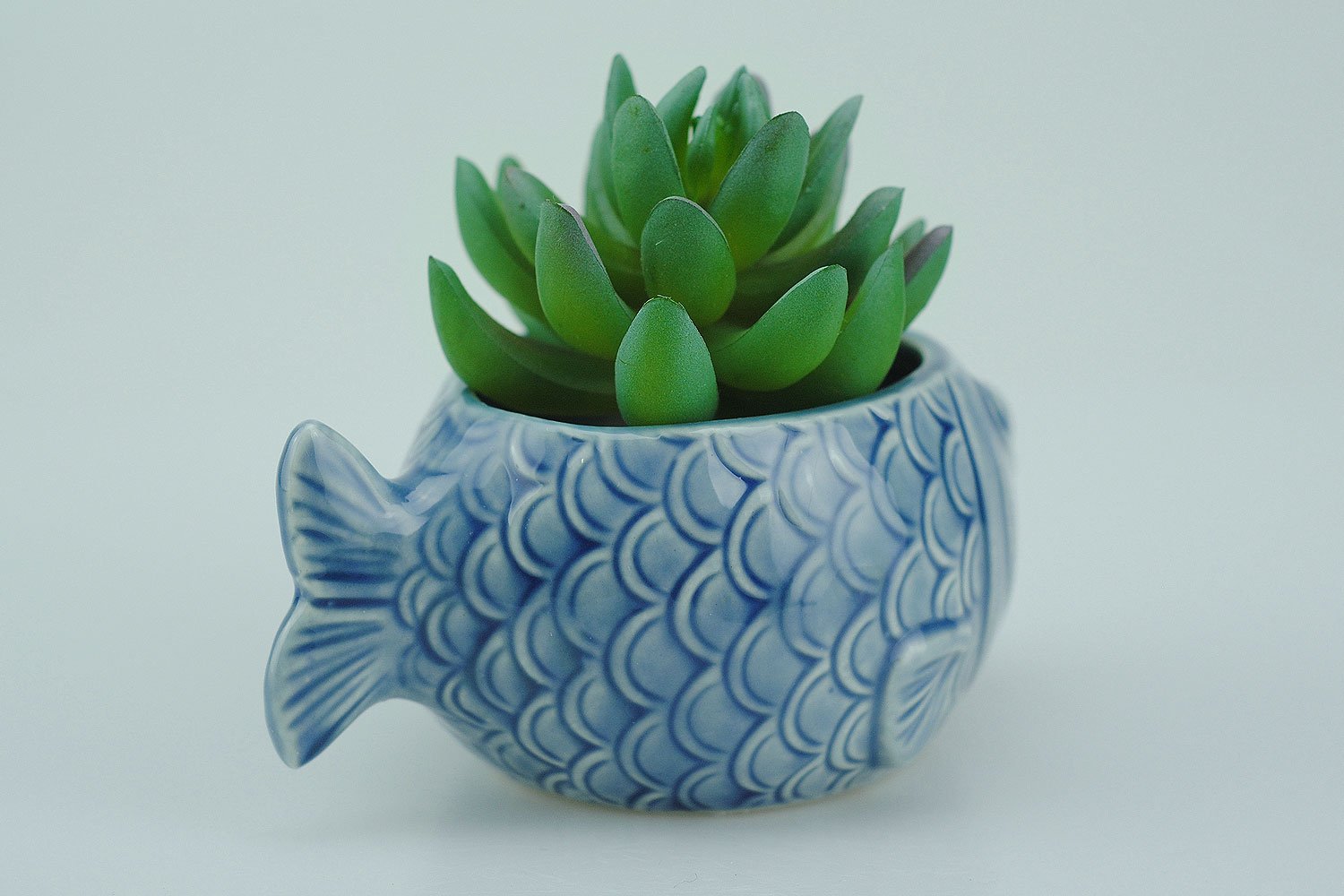 VanEnjoy conch-shaped cactus pot ideal for compact plant arrangements.