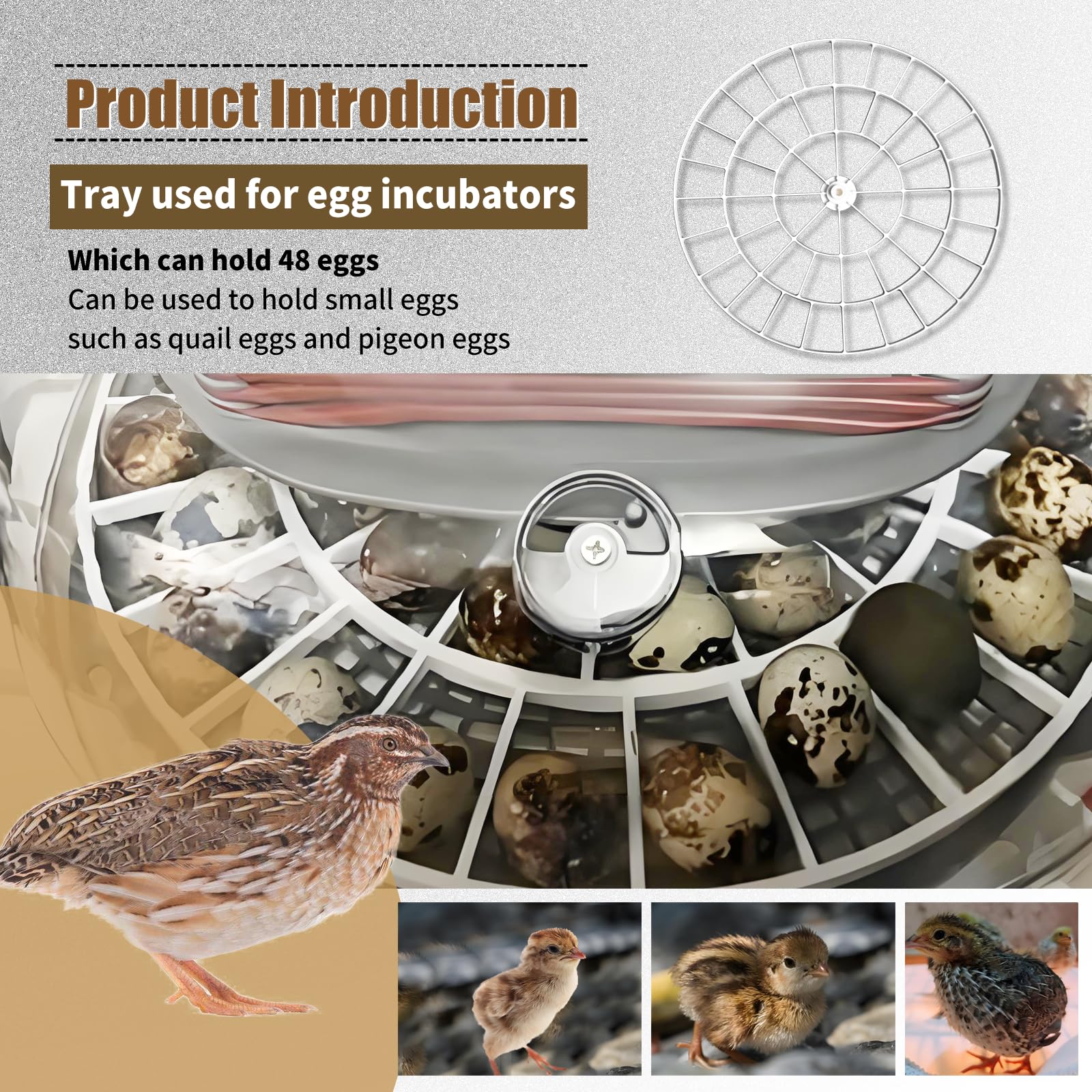Vanshly small-egg tray ideal for quail eggs with gentle rotation