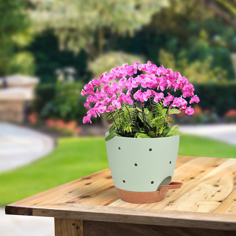 Vanslogreen versatile orchid pot for dendrobiums, phalaenopsis and more, indoor or outdoor
