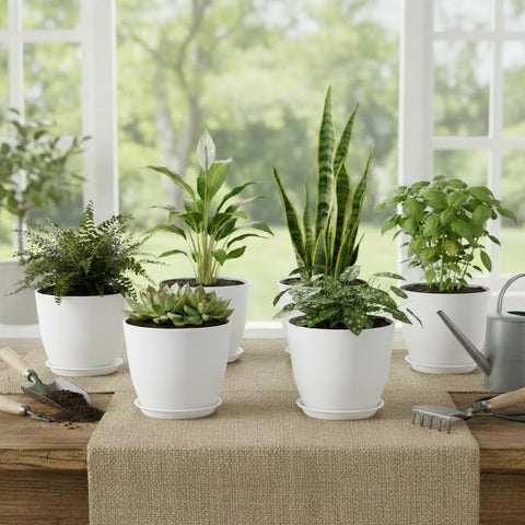 Vanslogreen six-pot set with removable saucers for tidy spaces