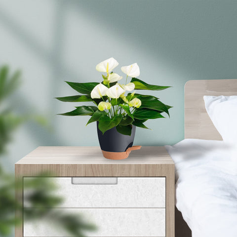 Vanslogreen pack of five black pots for stylish home decor.