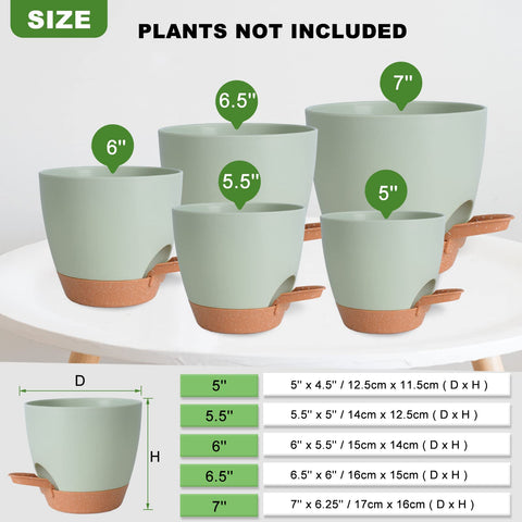 Vanslogreen self-watering pot 5.5-inch ideal for compact orchids.