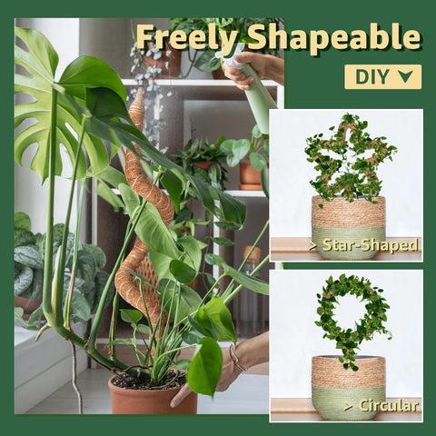 Vanut plant support with Monstera and Pothos fosters tidy, upward growth.