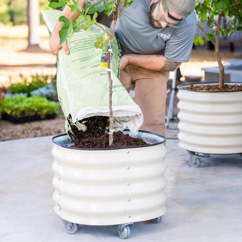 Vego Garden ideal for olives and citrus in large planters, enabling flexible placement and growth