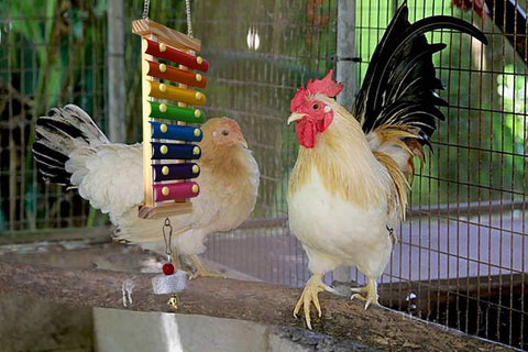 Vehomy rainbow color xylophone attracts hens with bright, engaging color