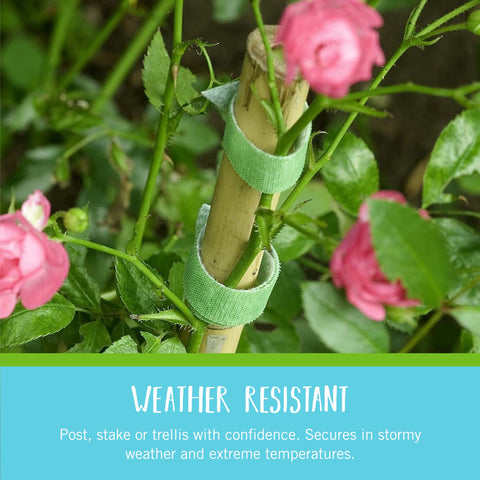 Soft edge Velcro Brand ties protect leaves while holding vines in place during growth.