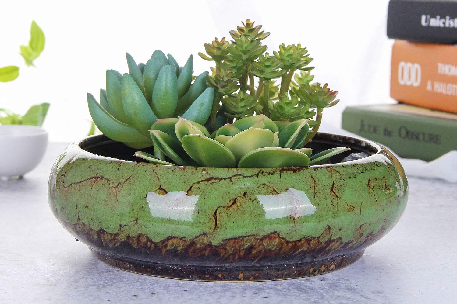 VanEnjoy round succulent display planter in green with a glazed finish