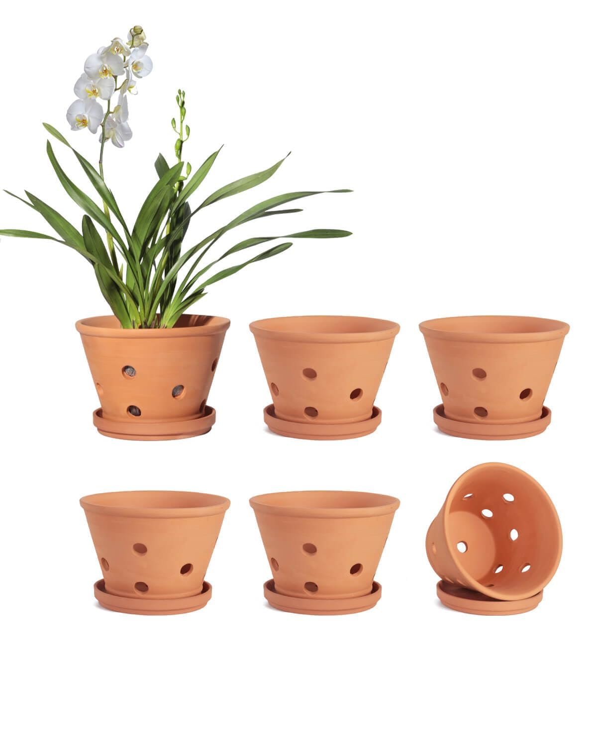 Vensovo 4-inch terracotta orchid pots with holes promote airflow for healthier roots.
