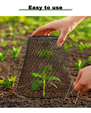 vensovo 9-inch tall plant cloche cover over a young seedling